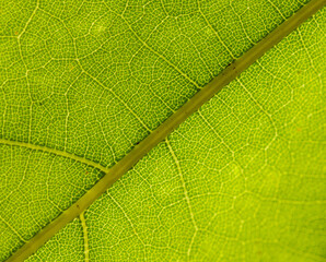 Fototapeta na wymiar texture detail of leaf veins back illuminated
