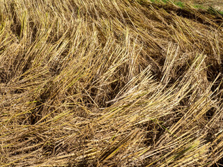 Rice straw in the field After harvest