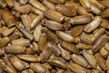 cardus marianus or milk thistle (Silybum marianum) seeds in detail