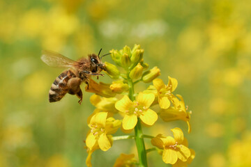 Zbliżenie pszczoły zbierającej nektar do produkcji miodu