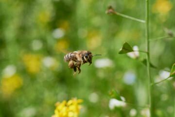 Pszczoła wracająca z kwiecistej łąki do pasieki z cennym zbiorem netaru do produkcji miodu - obrazy, fototapety, plakaty
