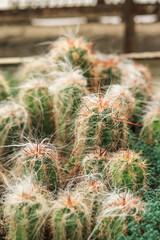 A lot of different cacti in pots in the nursery greenhouse.