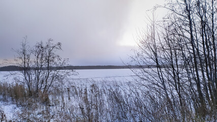 Russia, Karelia, Kostomuksha. Grass and bushes on the shore of lake Kontokki. November 25, 2020.