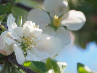  Apple TREES IN bloom in spring