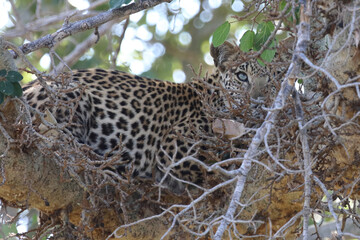 Leopard / Leopard / Panthera pardus.