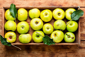 Harvest green apples