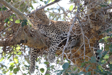 Leopard / Leopard / Panthera pardus.