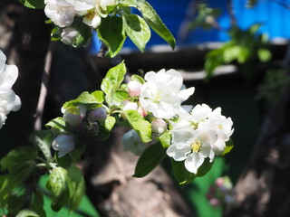  Apple TREES IN bloom in spring