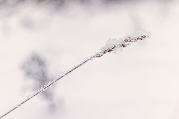 The dried flowers of the forest under the snow