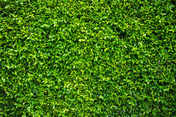 Green leaf wall texture background. Nature view of green plants. Environmental freshness wallpaper concept.