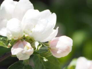 Apple TREES IN bloom in spring