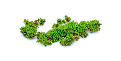 Fototapeta premium Green moss isolated on white background