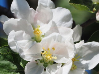 Apple TREES IN bloom in spring