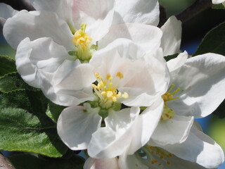 Fototapeta na wymiar Apple TREES IN bloom in spring