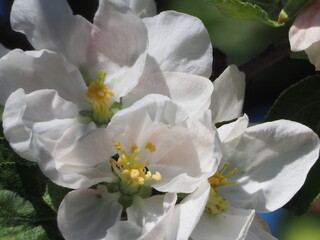 Apple TREES IN bloom in spring