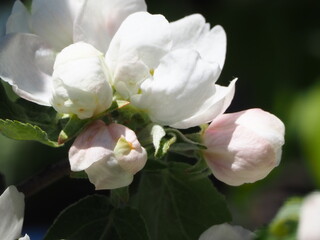 Apple TREES IN bloom in spring