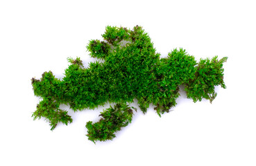 green moss isolated on white background.