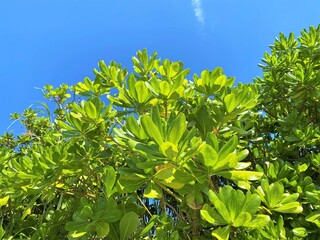 青空の下のヤエヤマヒルギ