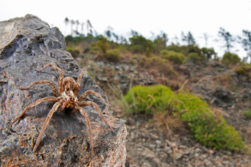 Wolf spider (Hogna radiata) in its habitat, Cinque Terre National Park, Italy.