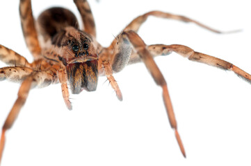 Wolf spider (Hogna rdiata) female on white background, Italy.