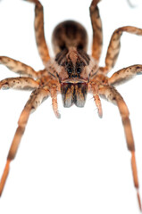 Wolf spider (Hogna rdiata) female on white background, Italy.