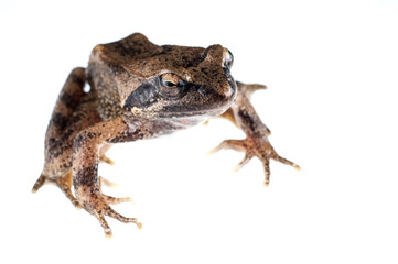 Italian stream frog (Rana italica) on white background, Italy.