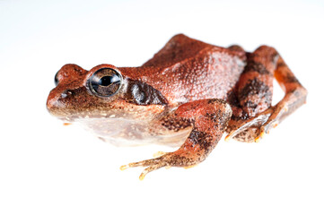 Italian stream frog (Rana italica) on white background, Italy.