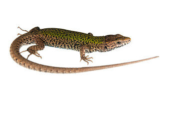 Obraz premium Common wall lizard (Podarcis muralis) on white background, Italy.
