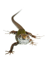 Common wall lizard (Podarcis muralis) on white background, Italy.