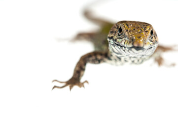 Common wall lizard (Podarcis muralis) on white background, Italy.