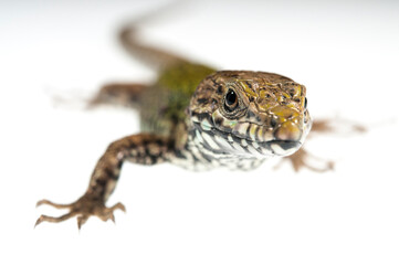 Common wall lizard (Podarcis muralis) on white background, Italy.
