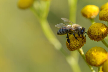 Bee on a a tansy flower or bitter buttons plant pollinating, macro close up, natural background. Bee on a yellow wild flower.