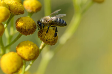 Bee on a a tansy flower or bitter buttons plant pollinating, macro close up, natural background. Bee on a yellow wild flower.