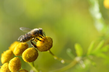 Bee on a a tansy flower or bitter buttons plant pollinating, macro close up, natural background. Bee on a yellow wild flower.