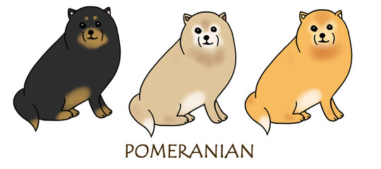 色違いの3頭のポメラニアン