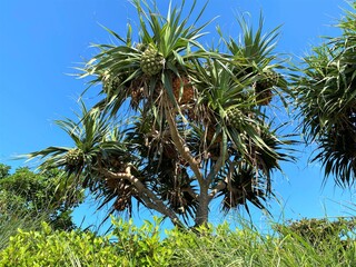 伸びたビョウタコノキ