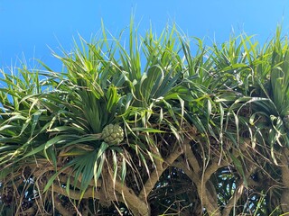 青空の下のビョウタコノキの木