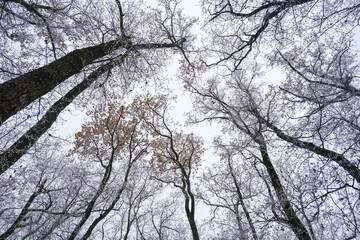 Frozen Leafless trees view from bottom up