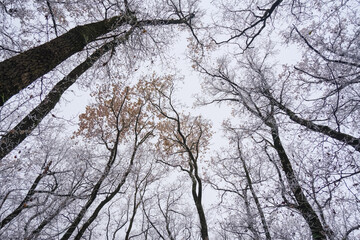 Frozen Leafless trees view from bottom up