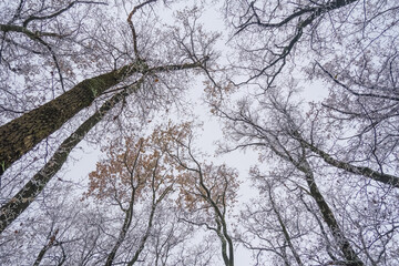 Frozen Leafless trees view from bottom up