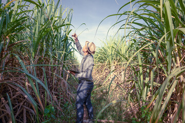 farmer analysis of the growth of sugarcane plants in the fields