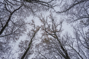 Fototapeta na wymiar Frozen Leafless trees view from bottom up