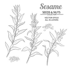 sesame vector set