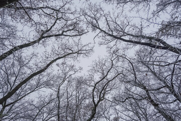 Frozen Leafless trees view from bottom up