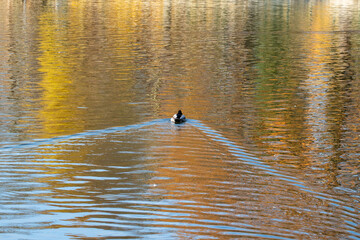 Enten im Herbst auf einem Teich in einer Parkanlage.