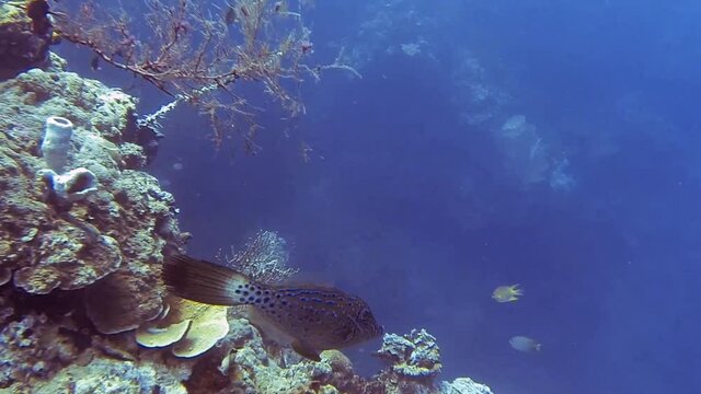 Filefish on colorful reef