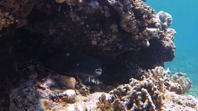 spotted hedgehog fish in hiding with corals