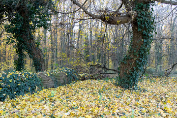 Autumn forest with tree brenches and fallen leaves