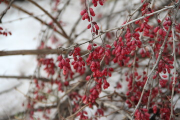 THE FRUIT OF BARBERRY IN THE WINTER