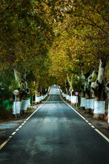 Straight road with a row of trees on both sides forming a tunnel with their autumn colored leaves.